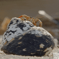 Bbc Earth Crab GIF by BBC America