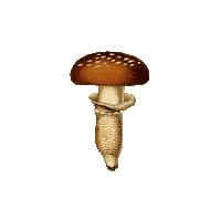 Forest Mushroom Sticker by Shop Dixi