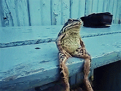 giphy.gif