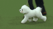 westminster dog show flynn GIF by Westminster Kennel Club