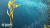 school of fish GIF by Monterey Bay Aquarium