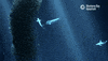 School Of Fish GIF by Monterey Bay Aquarium