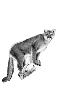 Roar Naturaleza Sticker by PUMA
