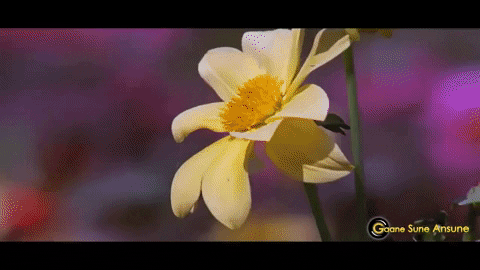 s_war giphygifmaker GIF