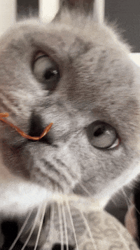 Crazy Cat GIF