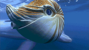 marine life dolphins GIF by ThirteenWNET