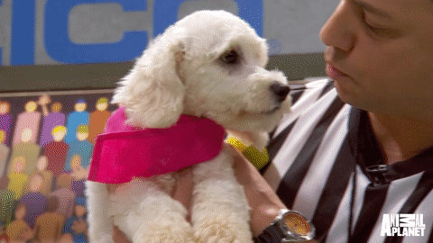 GIF by Puppy Bowl