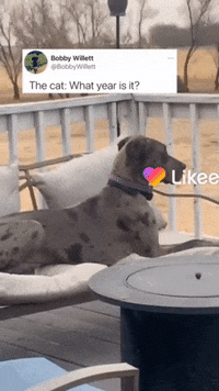 Cats Lol GIF by Likee US