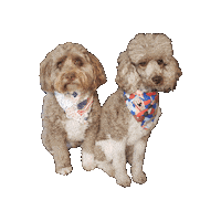 4Th Of July Sticker by Geekster Pets