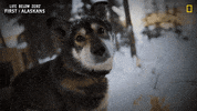 Dog Reaction GIF by National Geographic Channel