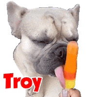 French Bulldog Sticker by Pimp Yo Pets