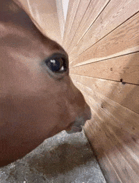 I See You What GIF