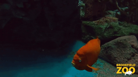Wave Swimming GIF by Brookfield Zoo