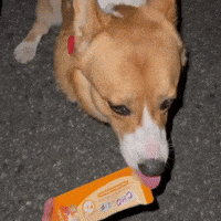 Corgi Cute Dog GIF