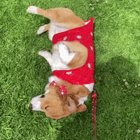 lukacorgibread corgi cute dog luka lukacorgibread GIF