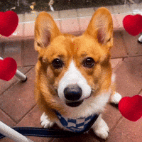 lukacorgibread corgi cute dog lukacorgibread luka corgi bread GIF