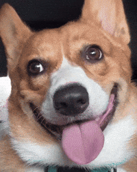 What The Corgi GIF