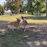 Corgi Cute Dogs GIF