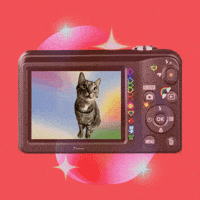 Cat GIF by Furrend