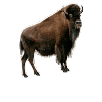 Wood Bison Sticker by Studiocanal Germany