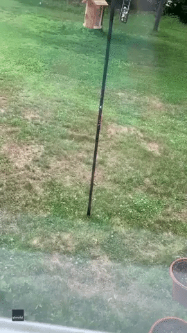 'Pole: 1, Squirrel: 0': Determined Critter Repeatedly Fails to Conquer Greased Bird Feeder