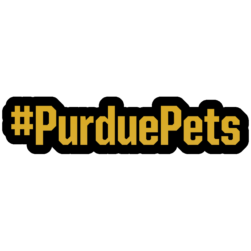 Black And Gold Cats Sticker by Purdue University