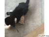 cats playing GIF