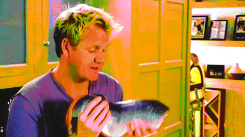 giphcat123 giphyupload GIF