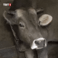 Morning No GIF by TRT