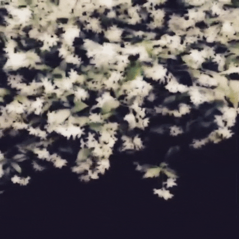 jasmine flower GIF