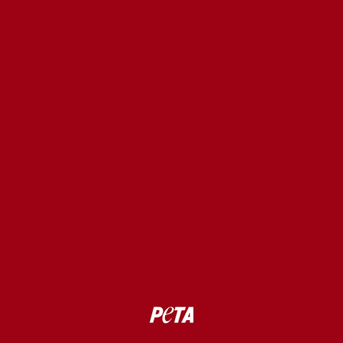 Animal Rights GIF by PETA