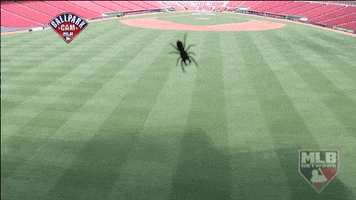 Camera Spider GIF by MLB Network