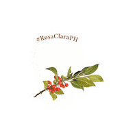 Coffee Rave Sticker by Rosa Clara PH