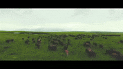 montana GIF