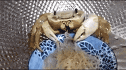 Noodles Crab GIF