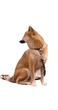 Shiba Inu Dog Sticker by adridreal