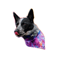 Cattle Dog Tongue Out Sticker by Geekster Pets