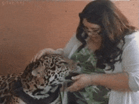 tiger GIF