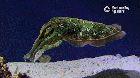 montereybayaquarium giphyupload octopus monterey bay aquarium sepia GIF