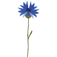 Flower Natura Sticker by Cukier Królewski