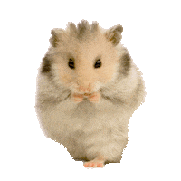 hamster STICKER by imoji