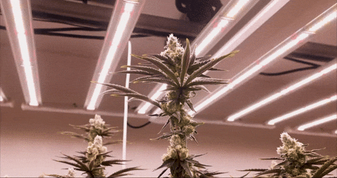 Bloom Andrew GIF by Exclusive Brands