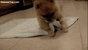 funny puppy GIF
