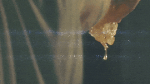 New Music Carolina GIF by Marcus King