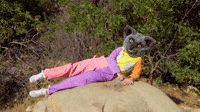 Fit Cat