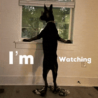 Im Watching GIF