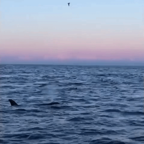 Bob n' Wave: Orcas Bob Up and Down in Norwegian Waters