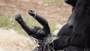 Baby Atlanta GIF by ZooATL