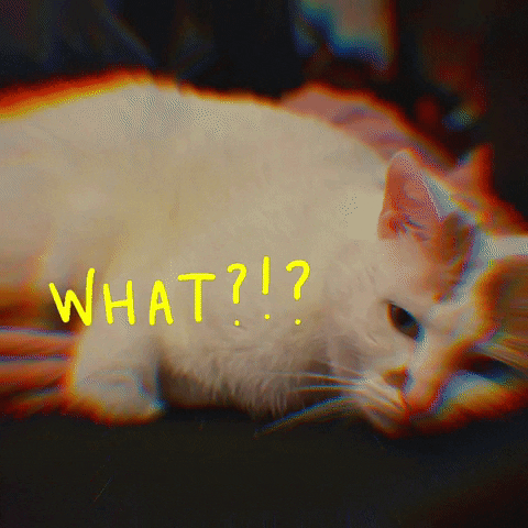Cat What GIF