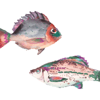Sunglasses Fish Sticker by Imbarro Home & Fashion